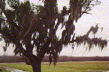 Tree near Chalmette, the site of the Battle of New Orleans