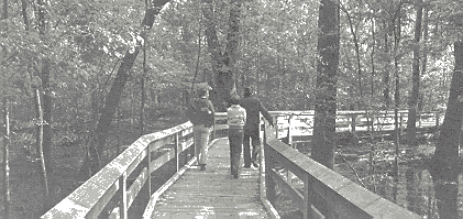 Boardwalk at Big Oak Tree State Park