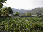 . . . and loads of small cornfields.  All through town there are small plots of corn.  (Corn is so reassuringly familiar.) 